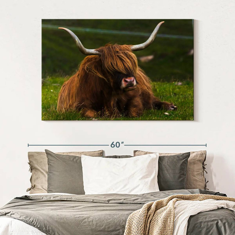Highland Cow On Grass, 34" H x 51" W