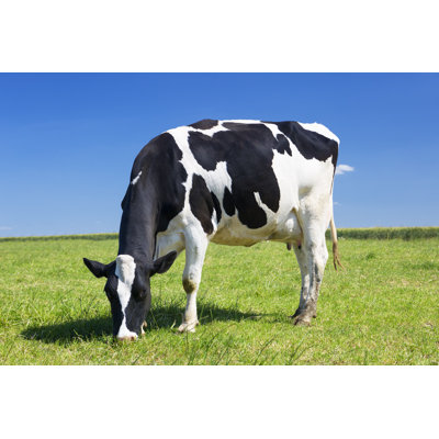 Grazing Cow by Erich Fend - Wrapped Canvas Print