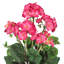 Fleur de géranium-26898741