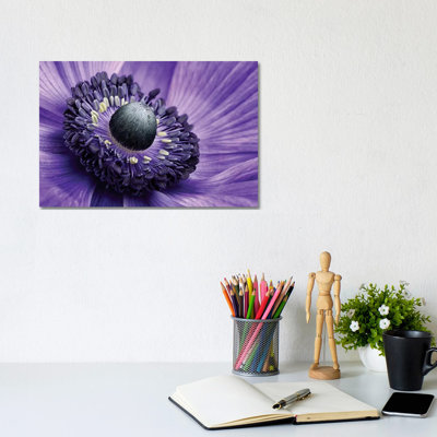 Poppy Anemone Stamen, Lincolnshire, England by Mark Johnson - Wrapped Canvas Print