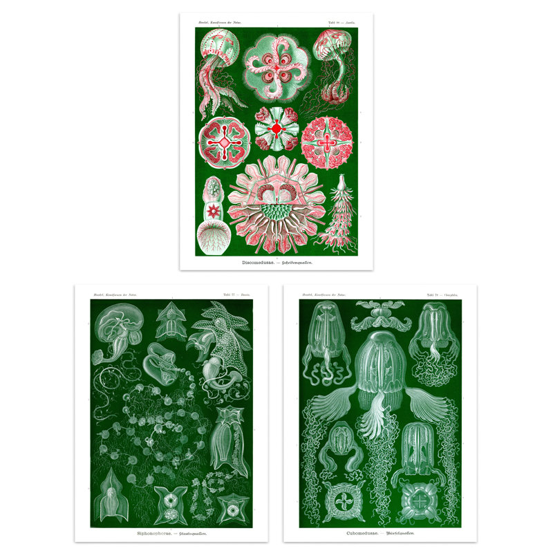Jellyfish Green Pink Haeckel Vintage Illustrations Marine - 3 Piece No Frame Print Set, 29.7cm H x 21cm W x 0.4cm D