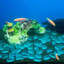 Décoration aquarium Efi