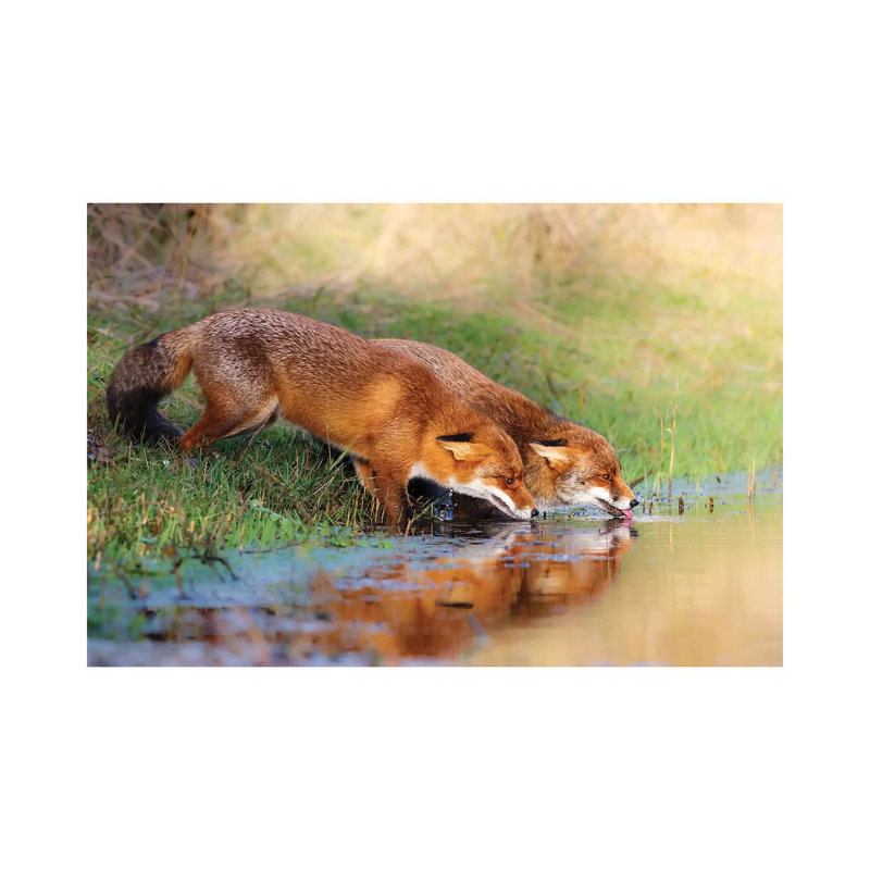 Thirsty by Pim Leijen - Wrapped Canvas Print, 20.32 cm H x 30.48 cm W