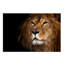 Prideful Lion Print-24074503