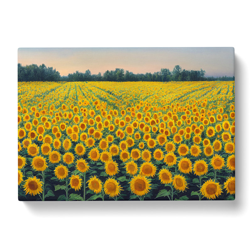 Beguiling Sunflower Field - Wrapped Canvas Print, 35cm H x 50cm W x 3cm D