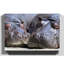Two Hippos Hippopotamus - Wrapped Canvas-19093019