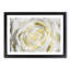 Crisp White Rose - Picture Frame Graphic Art Print-56708861-56708856