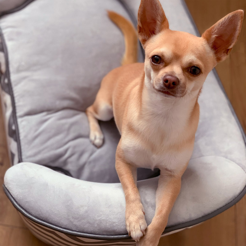 Pet Sofa