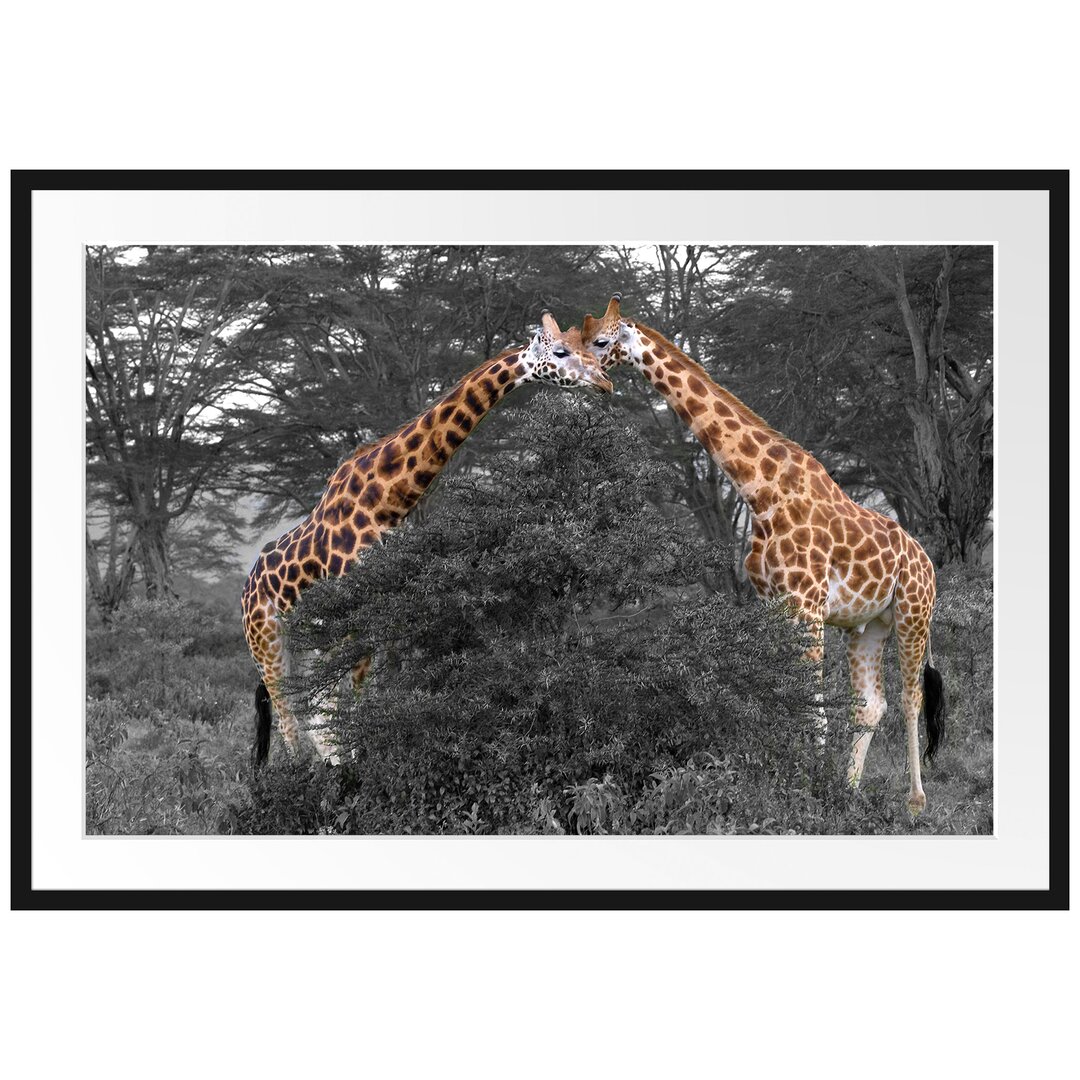 Ein Paar Giraffen in der Savanne Gerahmtes Fotokunstdruck Poster