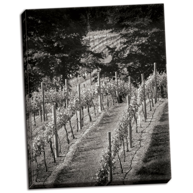 " Vineyard I " by Scott Larson