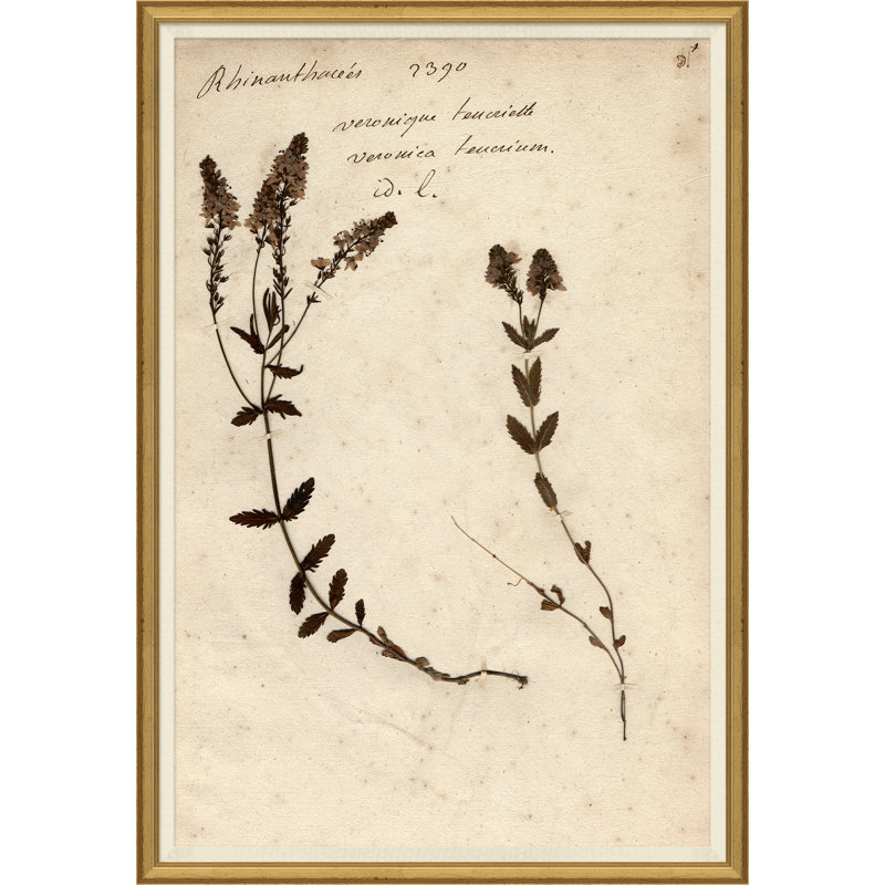 «Herbarium», peinture sur cadre