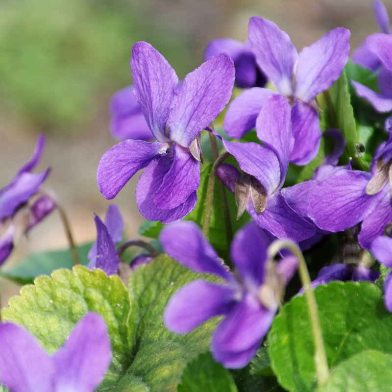 Viola Odorata by LianeM - Wrapped Canvas Print, 30cm H x 30cm W