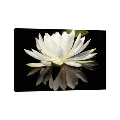 Lilly Reflection by Brian Wolf - Wrapped Canvas Print