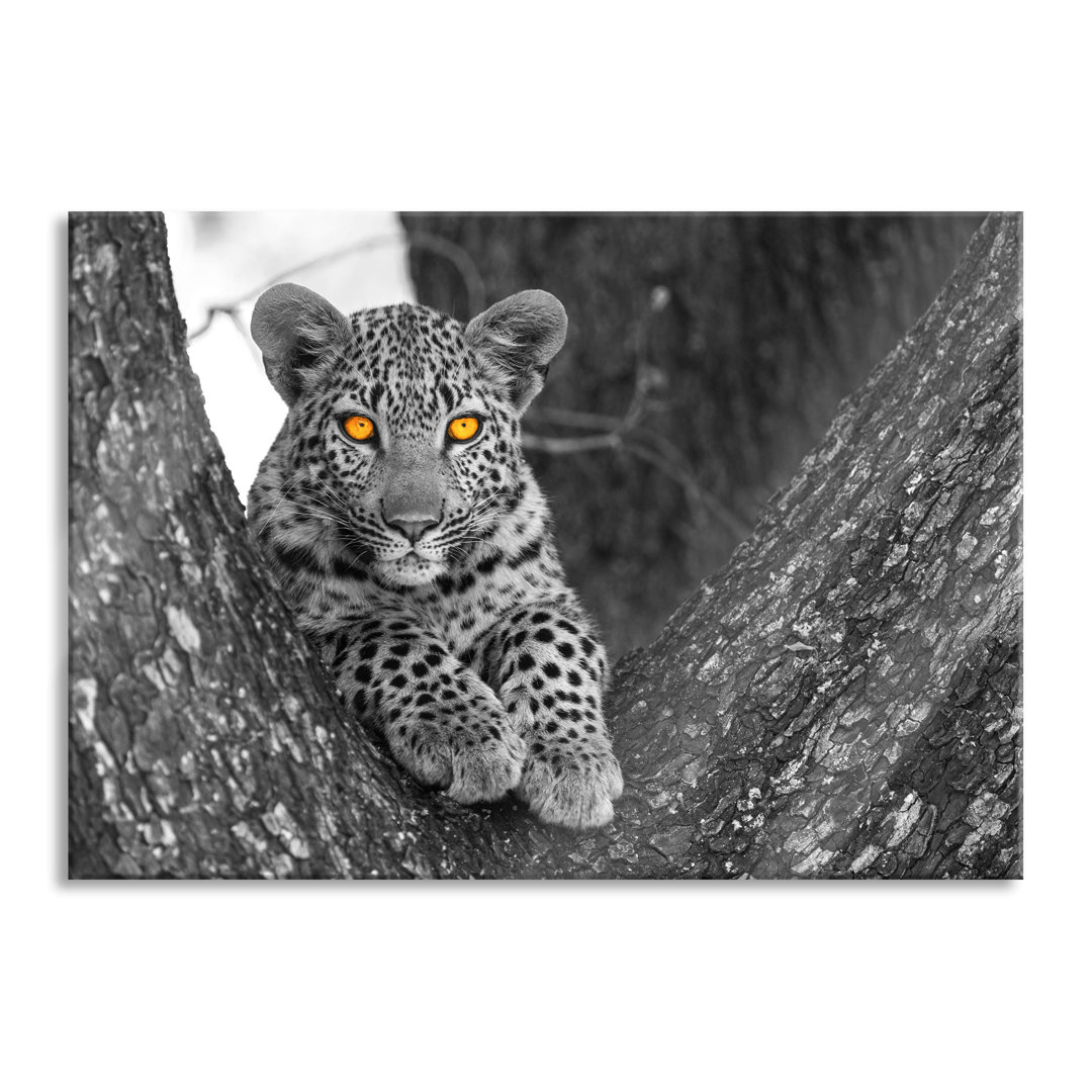 Ungerahmtes Foto auf Glas "Leopard Cub in Tree"