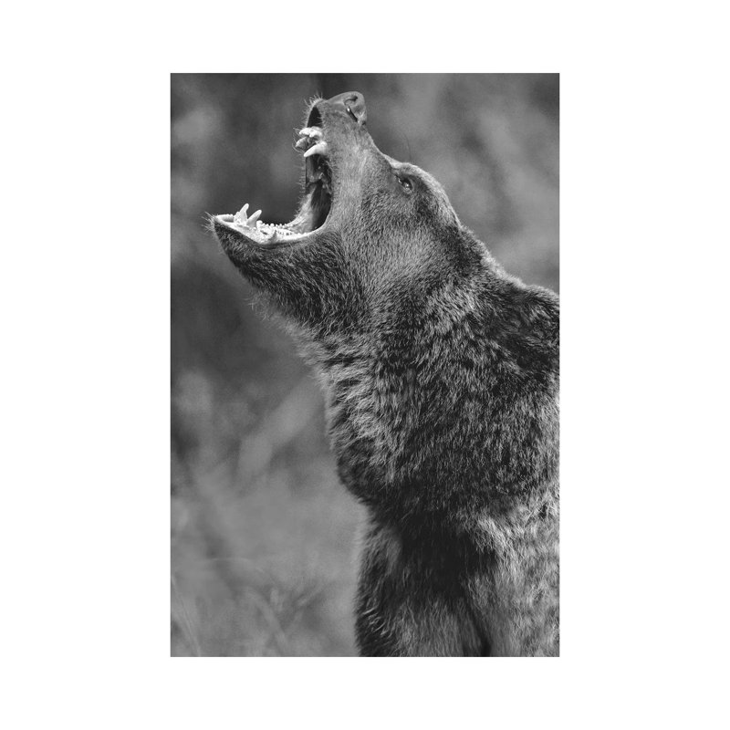 Grizzly Bear Calling, North America - Wrapped Canvas Print, 20.32 cm H x 30.48 cm W