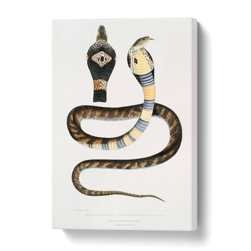'Banded Cobra Capella Snake' by John Edward Gray - Wrapped Canvas Painting Print, 76 cm H x 50 cm W