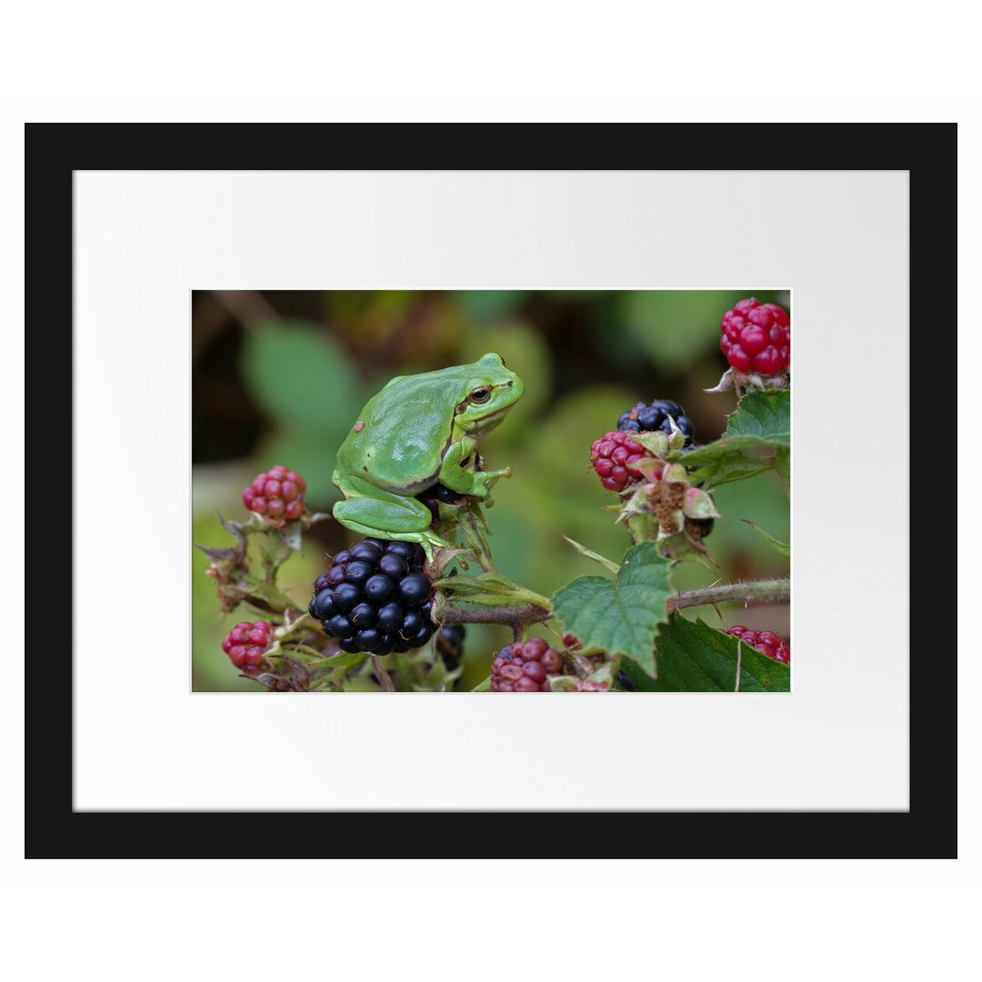 Gerahmtes Poster Kleiner Frosch auf Brombeerstrauch