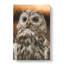Tawny Owl Vol.1 - Wrapped Canvas-61837858