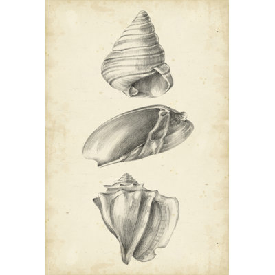 Antique Shell Study Panel II by Ethan Harper - Wrapped Canvas Painting