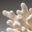 Genuine White Cat's Paw Coral (5 Lbs)