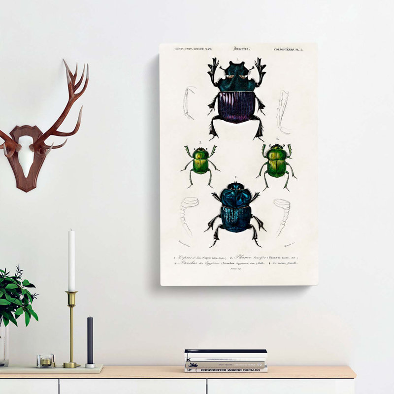 Beetle Illustrations PL.5 by Charles D' Orbigny - Wrapped Canvas Painting, 50cm H x 35cm W x 3cm D
