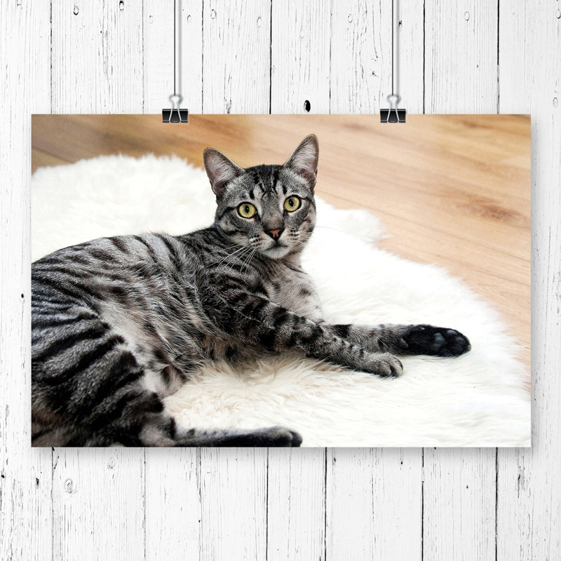 Resting Cat - Frameless Print, 29.7cm H x 42cm W