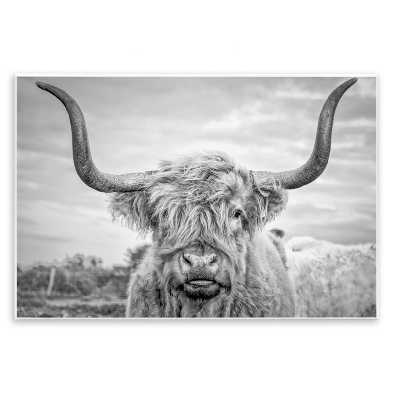 Highland Cow - reproduction de photographie sur toile, Giclée encadrée noir minuit, H 20 po x l 16 po