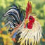 Statue de coq Azeema