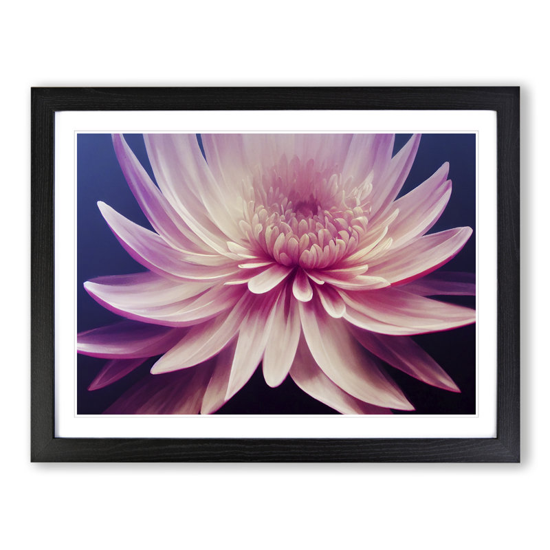 Ravishing Chrysanthemum Flower - Single Picture Frame Print, Black Framed, 25cm H x 34cm W x 2cm D