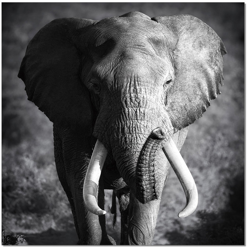 Elephant Acrylic Photographic Print