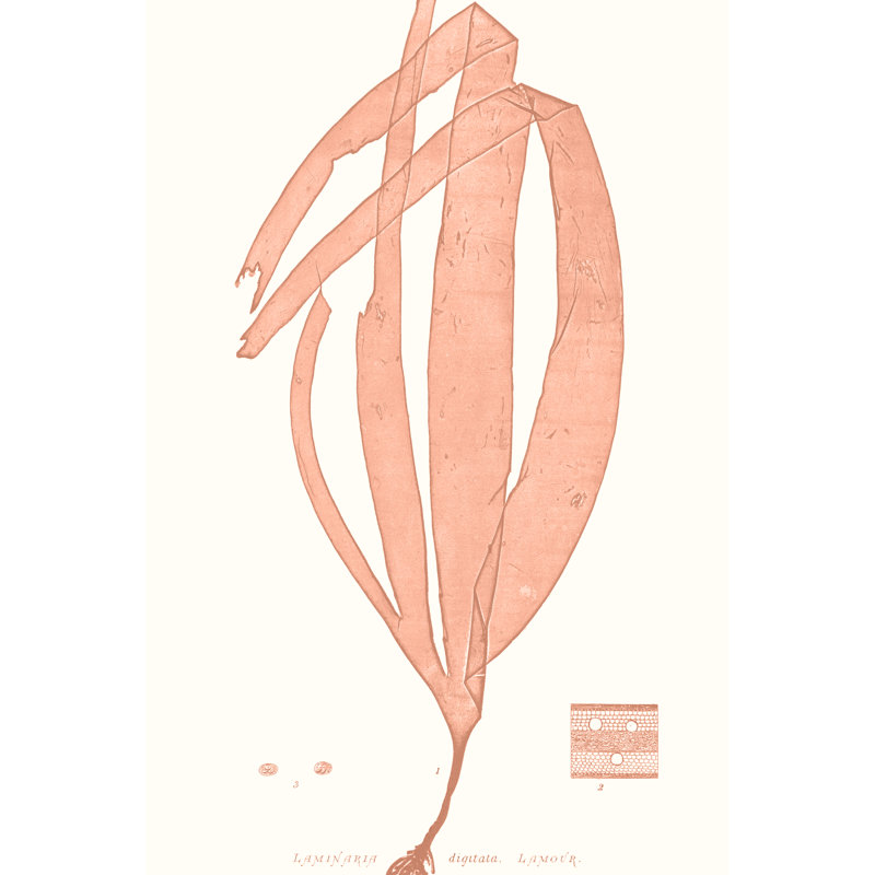 Vivid Coral Seaweed I - Graphic Art, 122 cm H x 81 cm W , Black Floater Framed