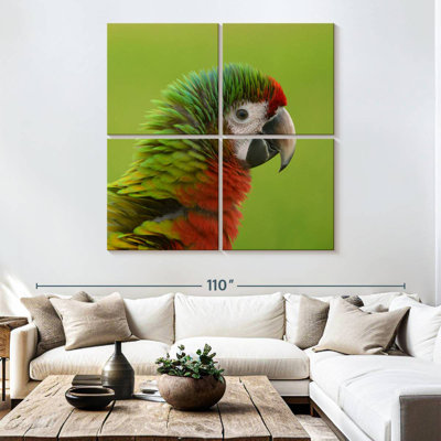 Tête d'oiseau ara Brampt
