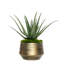 1 Plant