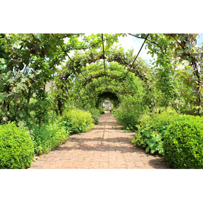Tunnel de jardin en métal avec pergola en métal, pommiers Espalier, vignes de Mtreasure