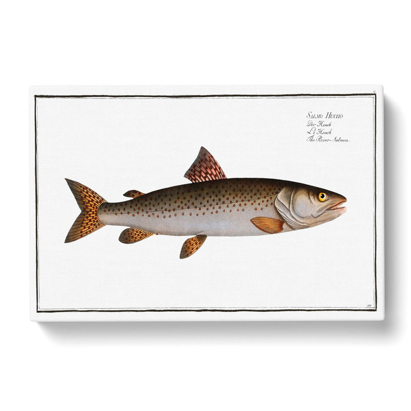 River-Salmon Fish by M.E. Bloch - Wrapped Canvas Print, 50cm H x 76cm W x 3cm D