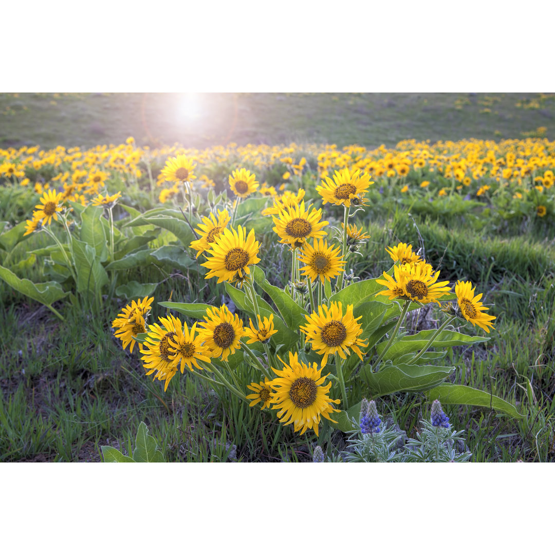 Sonnenblume von JPLDesigns - Kunstdrucke auf Leinwand