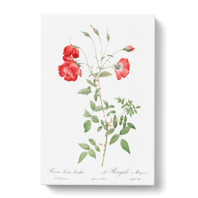Roses by Pierre-Joseph Redoute - Wrapped Canvas, 76cm H x 50cm W x 3cm D