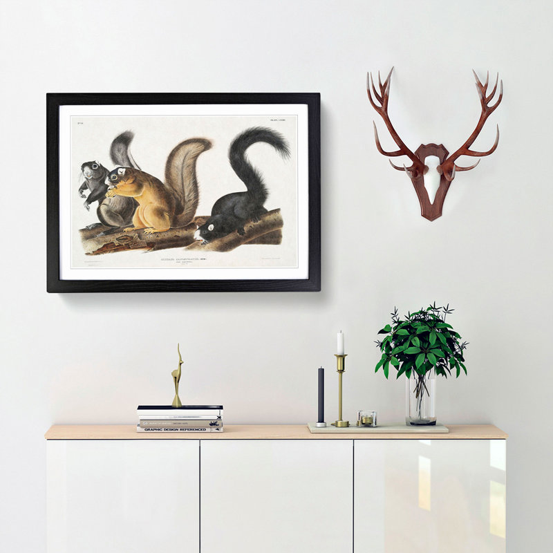 Fox Squirrels by J.W. Audubon - Picture Frame Painting Print, Black Framed, 27cm H x 36cm W x 2cm D