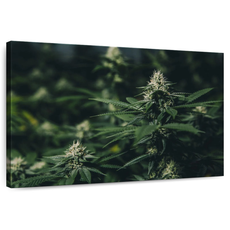 Fresh Marijuana, 30" H x 45" W