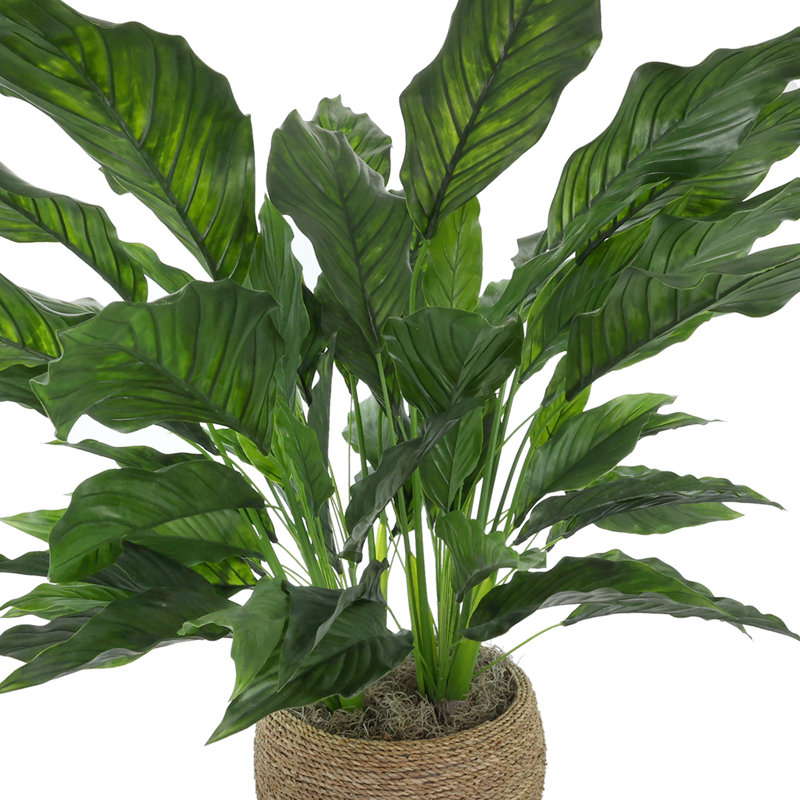UV Rated Spathiphyllum Plant in Seagrass-Wrapped Pot
