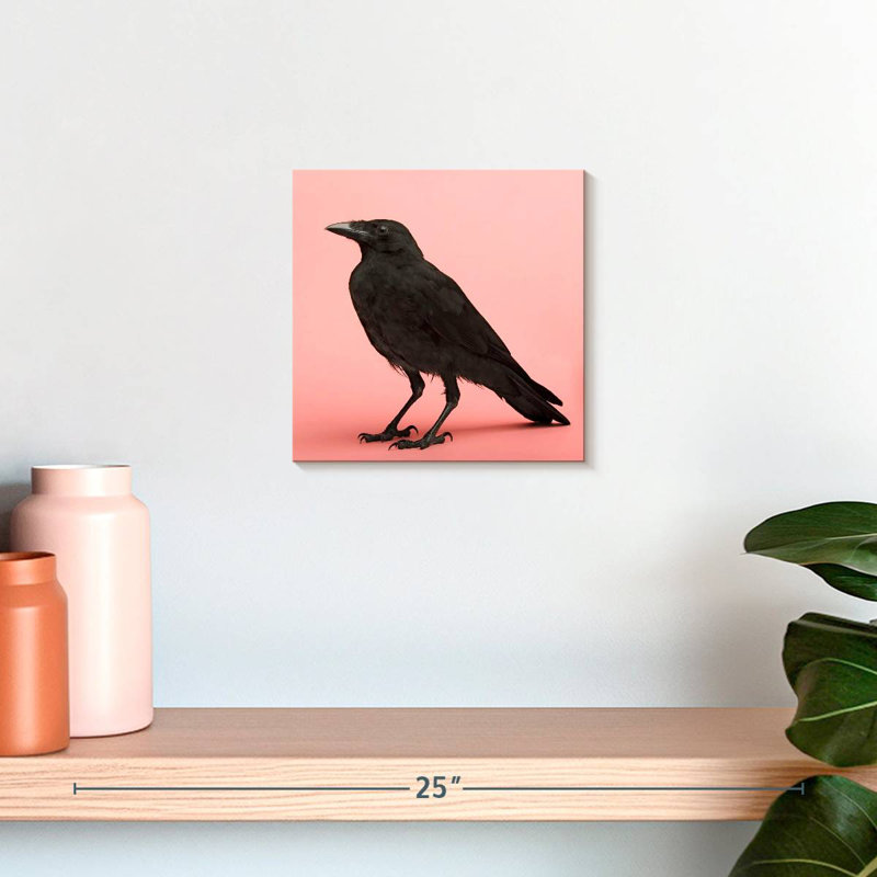 Brampt Black Carrion Crow