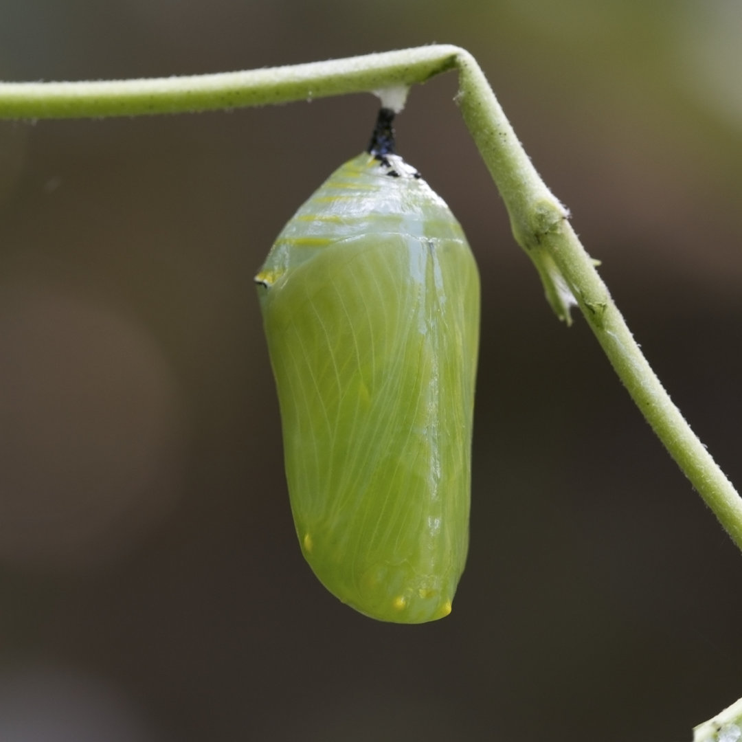 A Pupa Of A Monarch Butterfly Attached To A Plant by PeterJSeager - Drucken