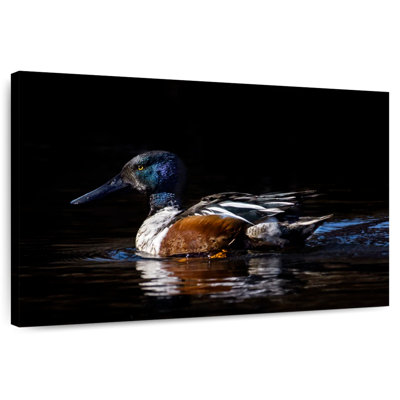 Canard Brampt Northern Shoveler