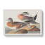 American Widgeon Ducks by John Audubon - Wrapped Canvas-55320032