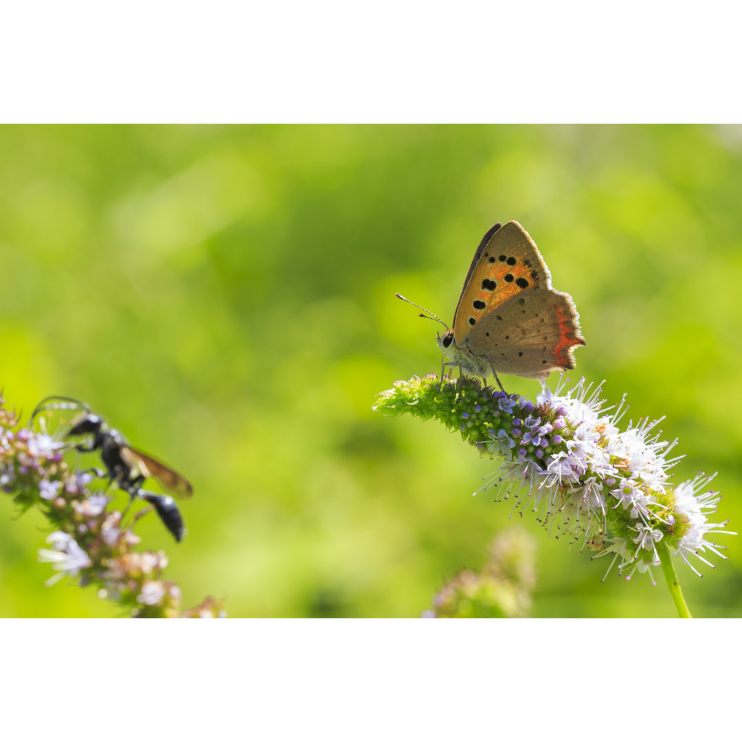 Kupferner Schmetterling von Sander Meertins - Kunstdrucke auf Leinwand