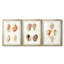 Lamarck Shells IV - reproduction encadrée sur mesure de qualité supérieure mate - 3 pièces-149767322-149767324