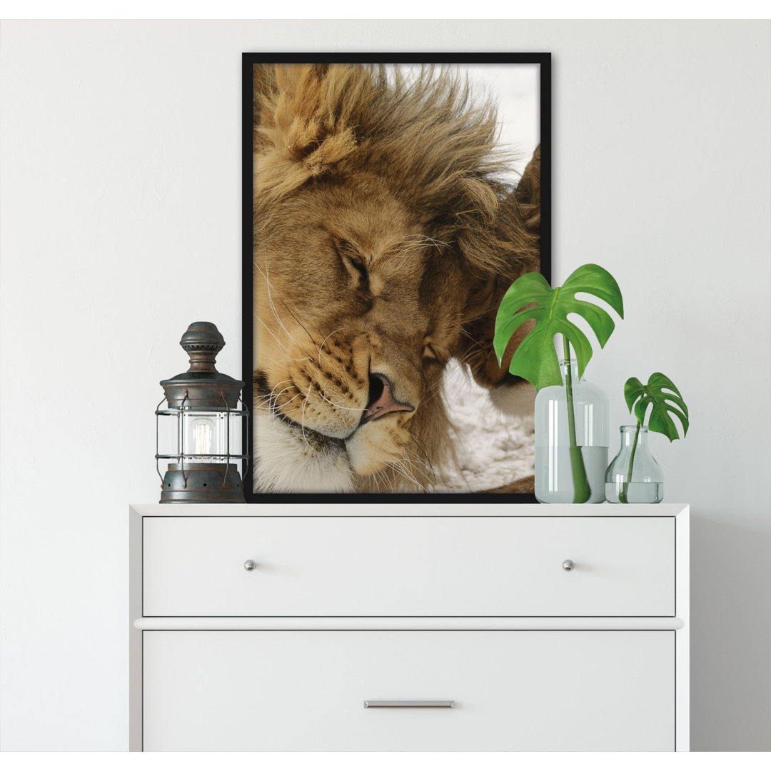 Gerahmtes Foto "Snuggling Lions"