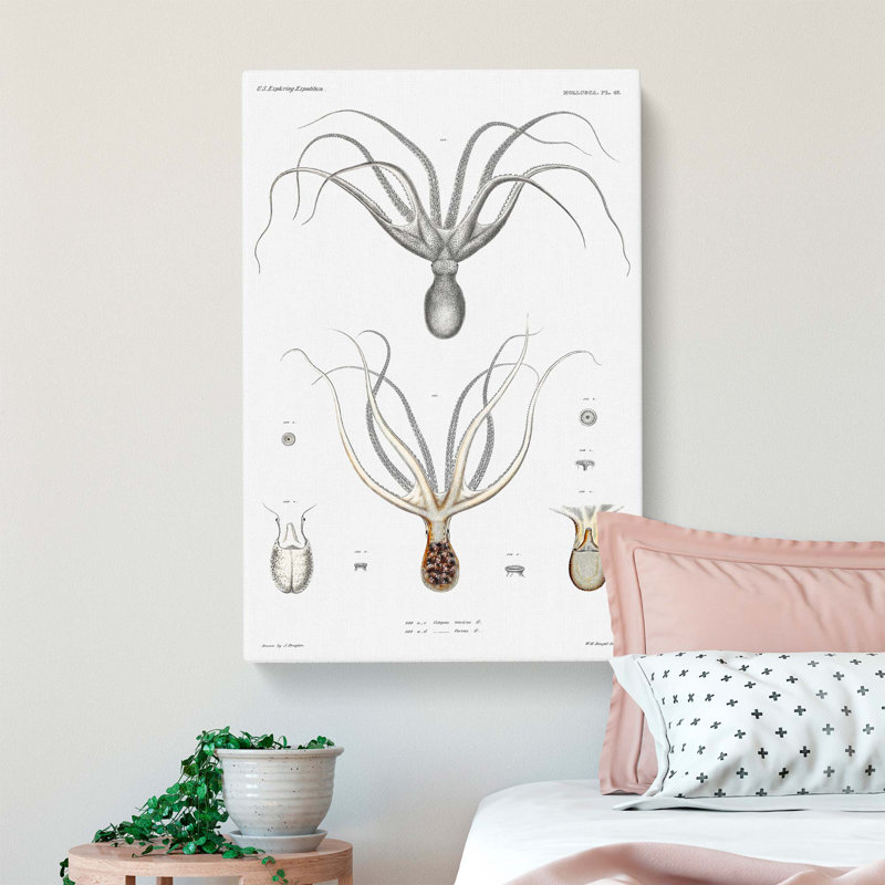 Octopus Illustration by A.A. Gould - Wrapped Canvas, 60cm H x 40cm W x 3cm D