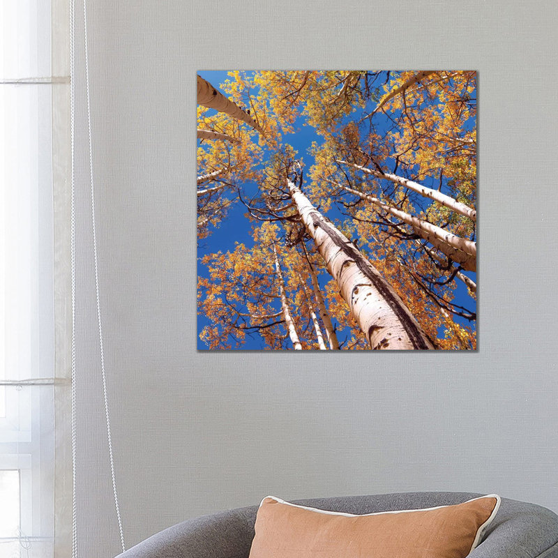 Aspen Trees Against The Sky In Crested Butte, Colorado - Wrapped Canvas Print, 66.04 cm H x 66.04 cm W x 3.175 cm D