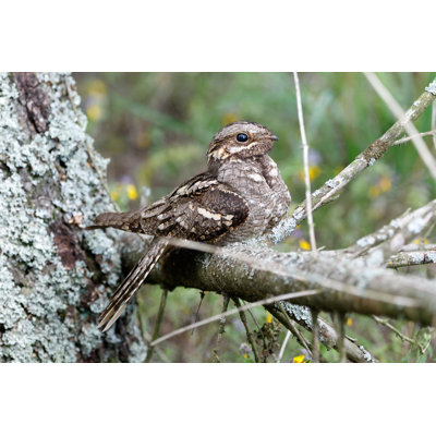 " European Nightjar " by Vassiliy Vishnevskiy